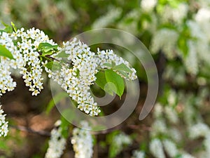 Bird cherry flowers close-up. Blooming tree