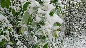 Bird cherry  flowers and large, heavy snow on them.