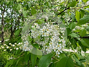 Bird cherry, hackberry, hagberry or Mayday tree (Prunus padus) in full bloom. White flowers in pendulous long