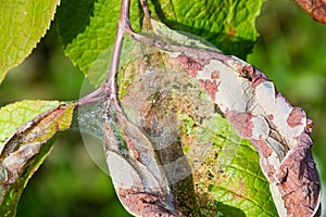 Bird cherry moth on green branches. Leaves withered, curled up and covered with cobwebs. Diseases of berry trees