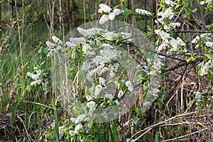 Bird cherry, Prunus padus flowering shrub selective focus