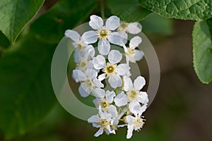 Bird cherry, Prunus padus flowers closeup selective focus