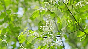 Bird cherry or prunus padus, white flowers closeup selctive focus. Nature floral background. Slow motion.
