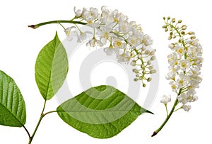 Bird cherry spring flower on branch with green leaves isolated on white background