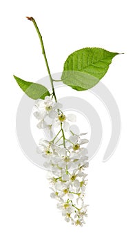 Bird cherry spring flowers on branch with green leaves isolated on white background