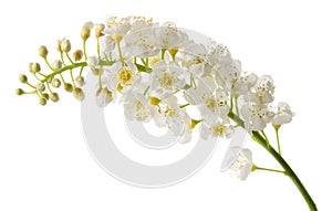 Bird cherry spring flowers on branch isolated on white background