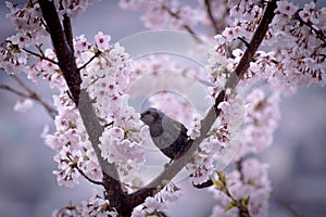 Bird In Cherry Tree