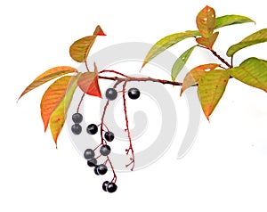 Bird cherry tree