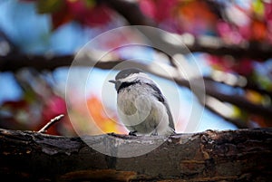 Bird in cherry tree