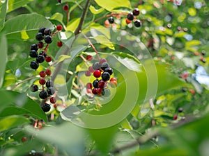 Bird cherry tree with berries bunches