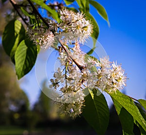 Bird cherry tree blossom close up