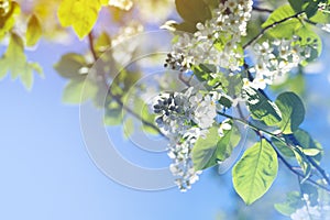 Bird cherry tree blossoms