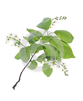 Bird Cherry Tree flowers