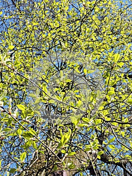 Bird cherry tree , Lithuania