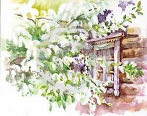 Bird cherry tree outside the window