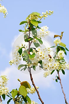 Bird cherry tree in spring