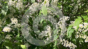 Bird cherry white flowers, spring blossom, green leaves, beautiful tree in a garden close up, video