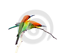 Bird (Chestnut-headed Bee-eaters) isolated on white background