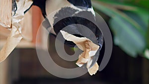 Bird chews paper with beak close-up vertical video unique avian behavior Bird chews paper moment in wild symbolizes