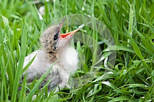Bird Chick in the Grass
