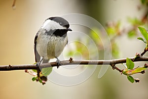 Bird - Chickadee