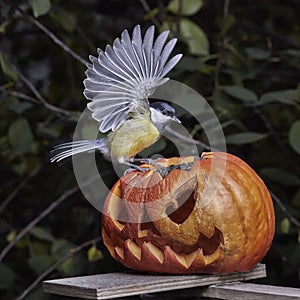 Bird. Chickadee perched on a pumpkin in the autumn