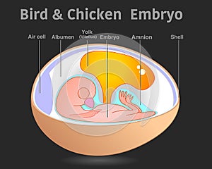 Bird chicken embryo anatomy , organ parts. Egg embryo diagram. Cross section roentgen, x ray structure. Detailed reproduction