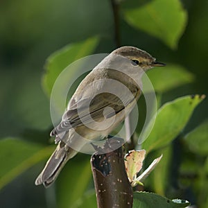 Bird Chiffchafff (Phylloscopus collybita)