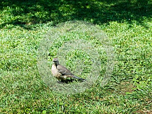 Bird of chile 2 photo