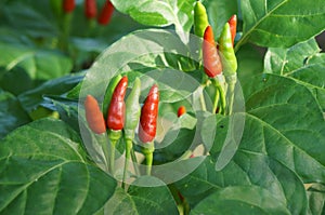 Bird chili grow in the garden.