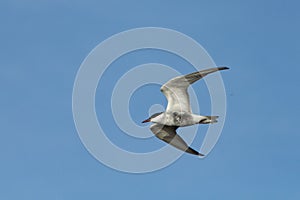 Tern flying in the Hondo photo