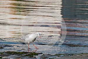 Bird chroicocephalus ridibundus black headed gull