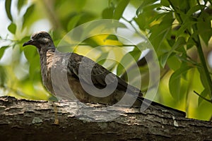 Bird on Cinnamomum camphora tree