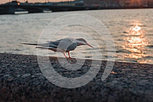 Bird in the city close-up. Albatross, Seagull on the Embankment with a view of the beautiful historical buildings of St