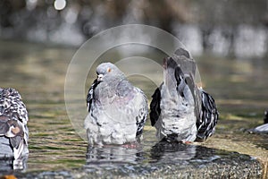 Bird in the City. Pigeon cleans its feathers in the water. Close up of pigeon bathing in the pond.