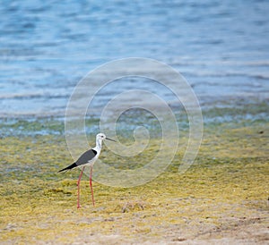 Bird class of Charadriiformes Recurvirostridae species, black widow type