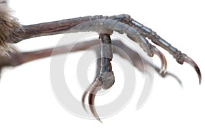 Bird claw isolated