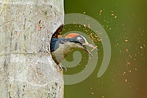 Bird cleaning nest hole. Woodpecker from Costa Rica, Black-cheeked Woodpecker, Melanerpes pucherani, bird in the nature habitat,