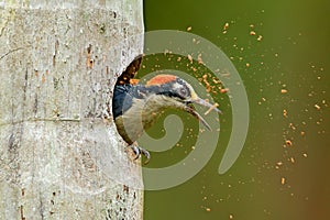 Bird cleaning nest hole. Woodpecker from Costa Rica, Black-cheeked Woodpecker, Melanerpes pucherani, bird in the nature habitat, photo