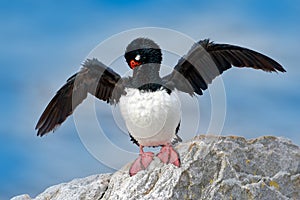 Bird cleaning plumage, open black wing, red eyes. Rock Shag, Phalacrocorax magellanicus, black and white cormorant with red bill s photo