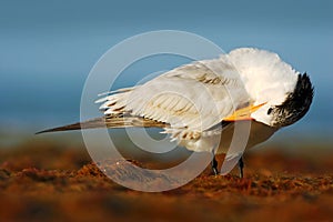 Bird cleaning plumage. Tern in the water. Royal Tern, Sterna maxima or Thalasseus maximus, seabird on the beach, bird in clear nat