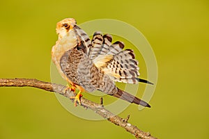 Bird cleaning tail plumage. Red-footed Falcon, Falco vespertinus, bird sitting on branch with clear green background, cleaning plu