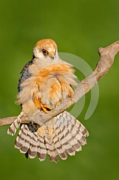 Bird cleaning tail plumage. Red-footed Falcon, Falco vespertinus, bird sitting on branch with clear green background, cleaning plu