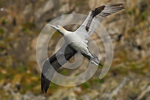 Bird on the cliff. Flying sea bird, Northern gannet with rock in the background, Runde Island, Norway. Gannet in fly in the nature