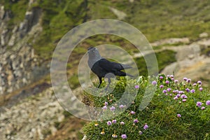 Bird on a cliff juristic coast Dorset