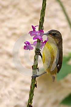 Bird clinging to a Flower photo