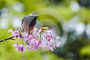 Bird clinging to a Flower