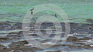 Bird close to the modern stromatolites in the water in SharkBay National Park