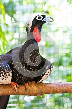 Bird close-up