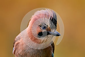 Bird, close-up detail of head with crest. Portrait of nice bird Eurasian Jay, Garrulus glandarius, with orange fall down leaves